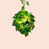 Lamparas colgantes decorativos diseño con bolas de hierro y plantas